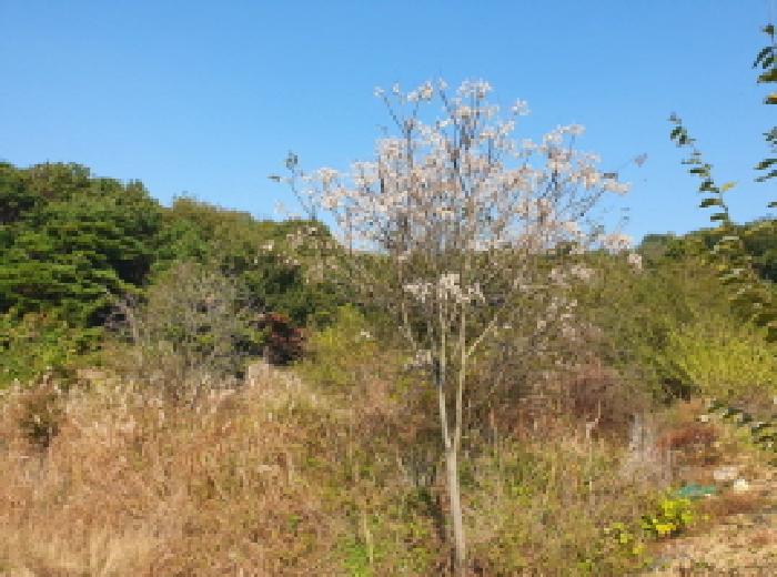 전북 전주시 완산구 상림동 전답 경매 물건 사진
