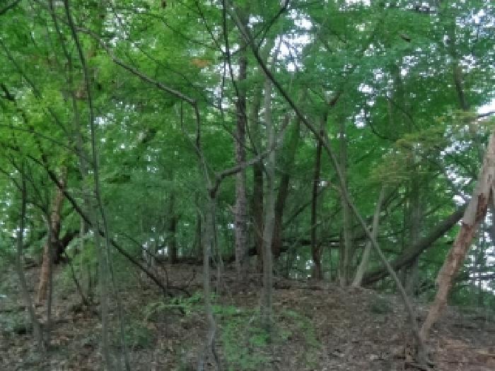 전북 전주시 완산구 서서학동 임야 경매 물건 사진