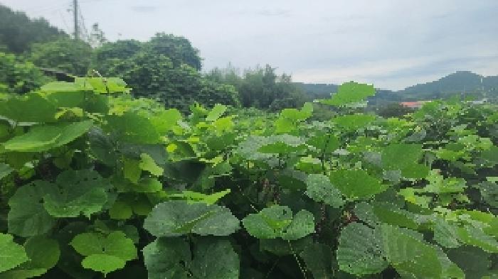 전북 군산시 개정면 전답 경매 물건 사진 6 · 2025타경21264
