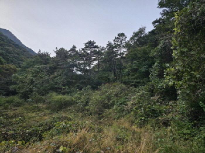 전북 정읍시 신정동 임야 경매 물건 사진