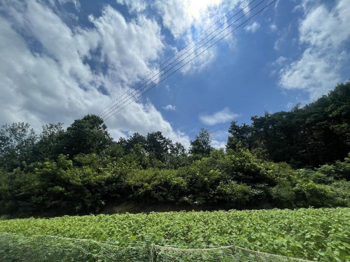 전북특별자치도 장수군 산서면 신창리 199 전 경매 물건 사진