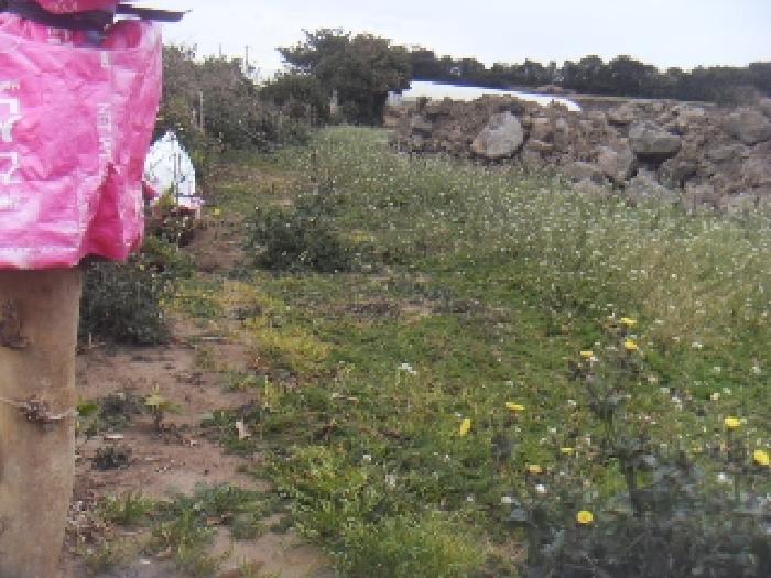 제주 서귀포시 대정읍 묘지 경매 물건 사진 2 · 2024타경35779