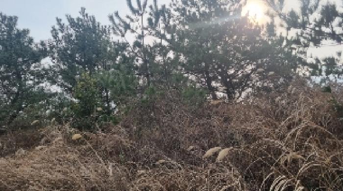 제주 제주시 구좌읍 임야 경매 물건 사진