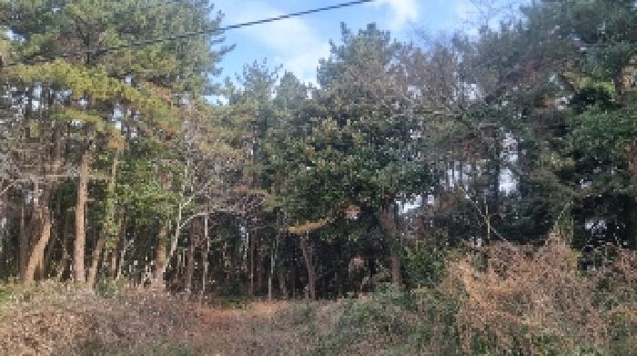 제주 서귀포시 표선면 전 경매 물건 사진 5 · 2024타경37157
