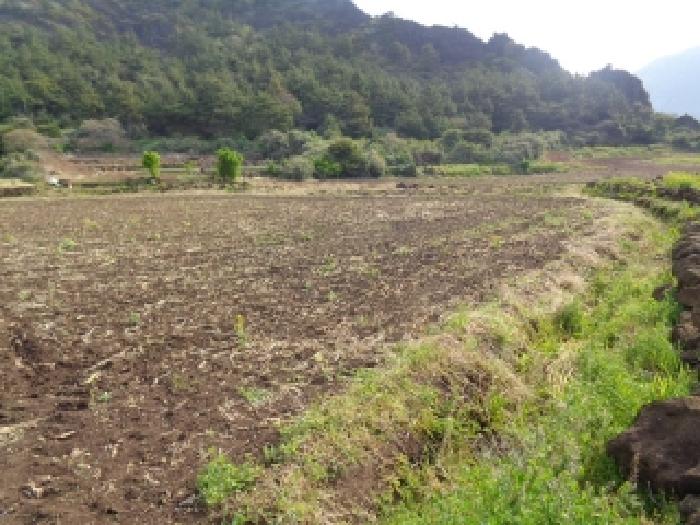 제주 서귀포시 안덕면 전 경매 물건 사진