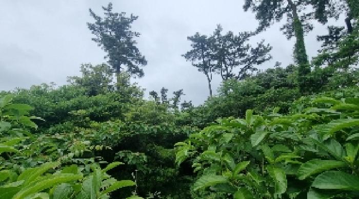 제주 제주시 구좌읍 임야 경매 물건 사진 3 · 2025타경1160
