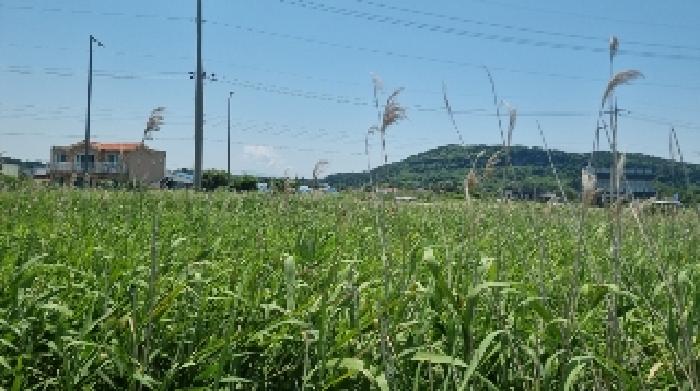 제주 서귀포시 성산읍 임야 경매 물건 사진 2 · 2025타경1224