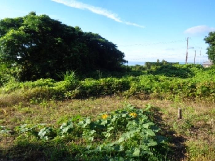 제주 서귀포시 강정동 과수원 경매 물건 사진 6 · 2025타경1370