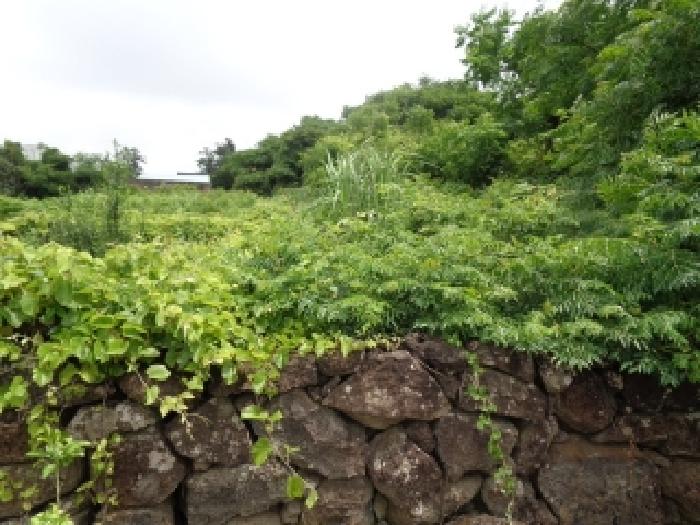 제주 제주시 한경면 전 경매 물건 사진