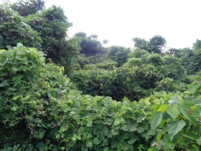 제주 서귀포시 안덕면 임야 경매 물건 사진 2 · 2025타경1448