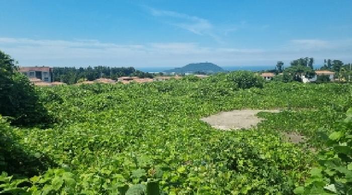 제주 제주시 봉개동 임야 경매 물건 사진