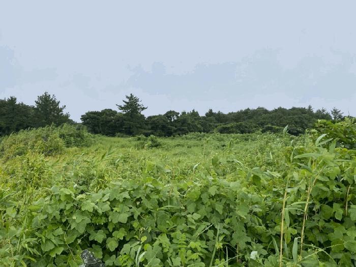 제주 서귀포시 표선면 임야 경매 물건 사진