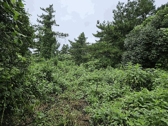제주 서귀포시 안덕면 임야 경매 물건 사진 6 · 2025타경1696