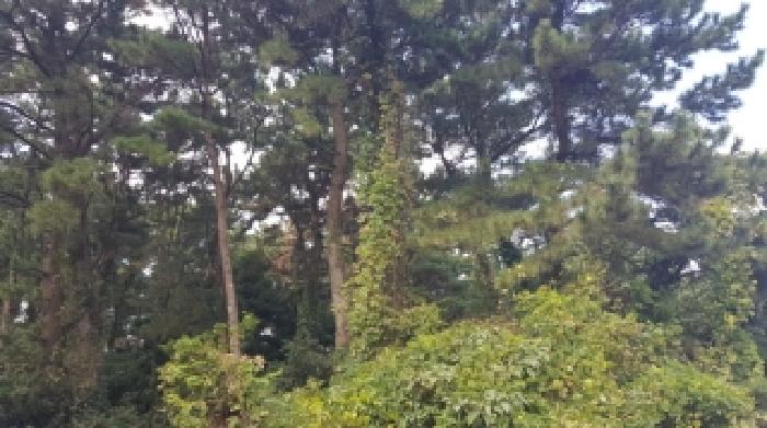 제주 제주시 구좌읍 임야 경매 물건 사진 2 · 2025타경1827