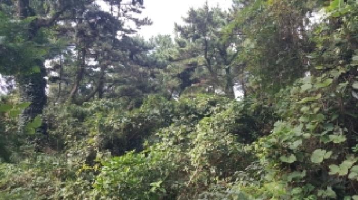 제주 제주시 구좌읍 임야 경매 물건 사진 3 · 2025타경1827