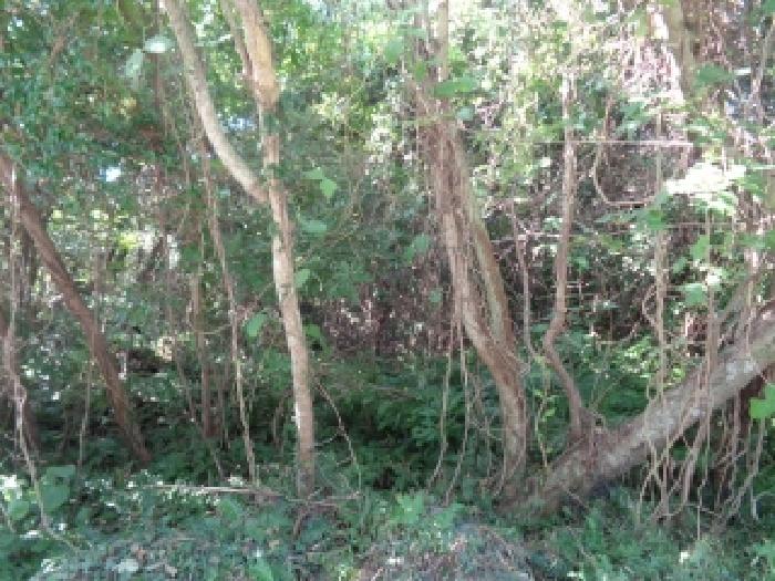 제주 서귀포시 안덕면 임야 경매 물건 사진 2 · 2025타경1831