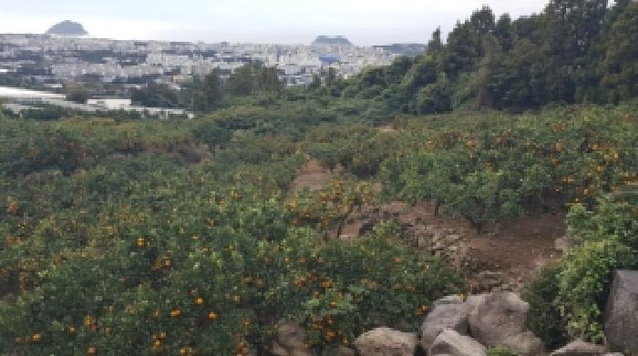 제주 서귀포시 서홍동 과수원 경매 물건 사진 4 · 2025타경1876