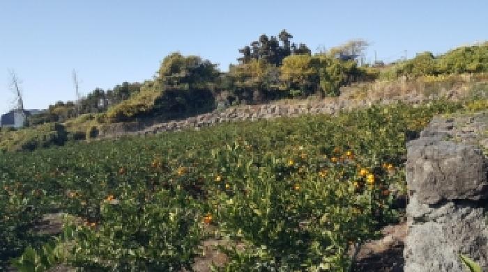 제주 서귀포시 토평동 전 경매 물건 사진 3 · 2025타경1906