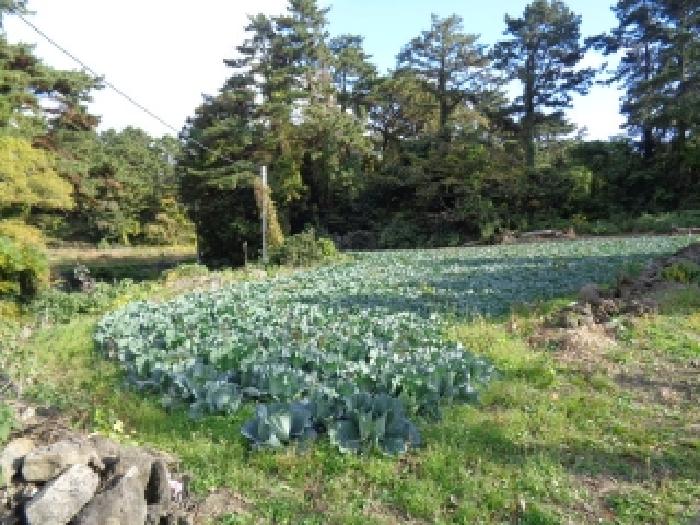 제주 제주시 애월읍 전답 경매 물건 사진