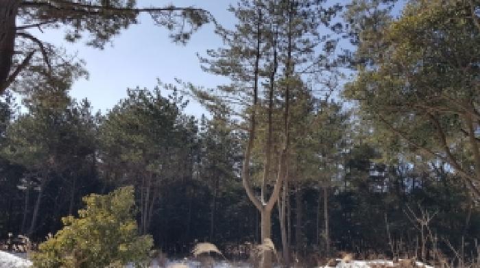 제주 제주시 구좌읍 임야 경매 물건 사진 6 · 2025타경2051
