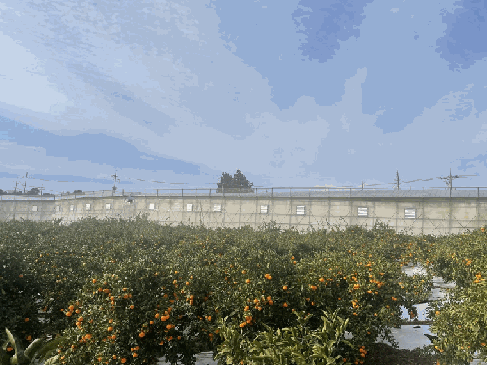 제주 서귀포시 남원읍 과수원 경매 물건 사진 6 · 2025타경2054