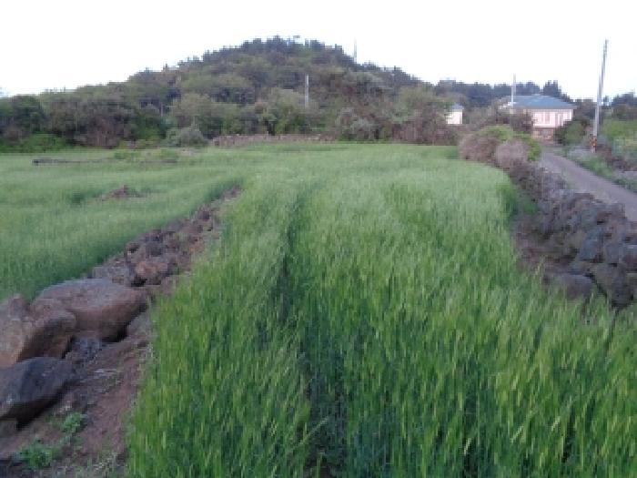 제주 서귀포시 안덕면 전 경매 물건 사진