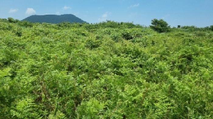 제주 제주시 구좌읍 대지,임야,전답 경매 물건 사진 5 · 2025타경8154