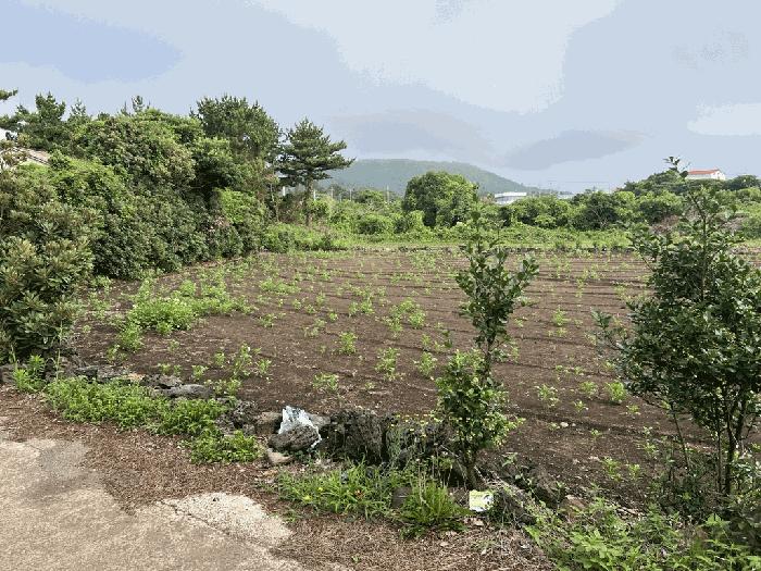 제주 서귀포시 성산읍 전 경매 물건 사진