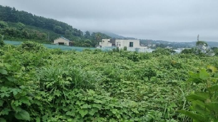 제주 서귀포시 토평동 대지,임야,전답 경매 물건 사진