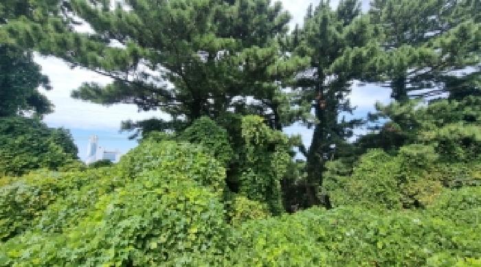제주 제주시 삼양일동 전 경매 물건 사진 3 · 2025타경8535