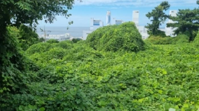 제주 제주시 삼양일동 전 경매 물건 사진 4 · 2025타경8535