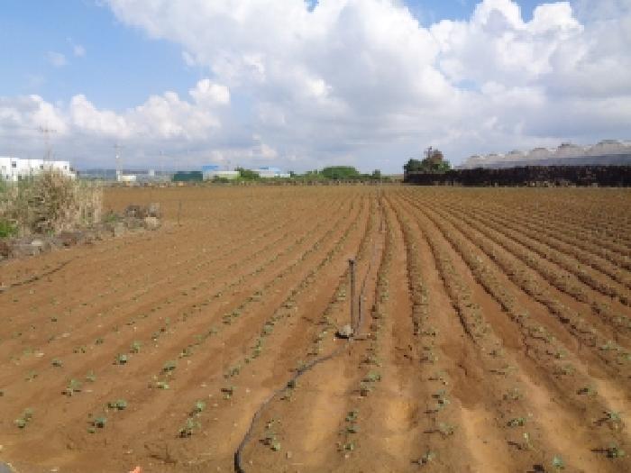 제주 서귀포시 대정읍 임야 경매 물건 사진