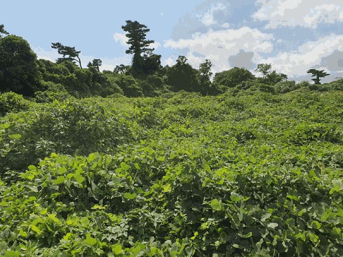 제주 서귀포시 성산읍 전 경매 물건 사진