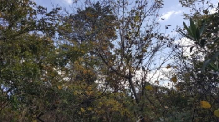 제주 제주시 구좌읍 임야 경매 물건 사진 5 · 2025타경8944