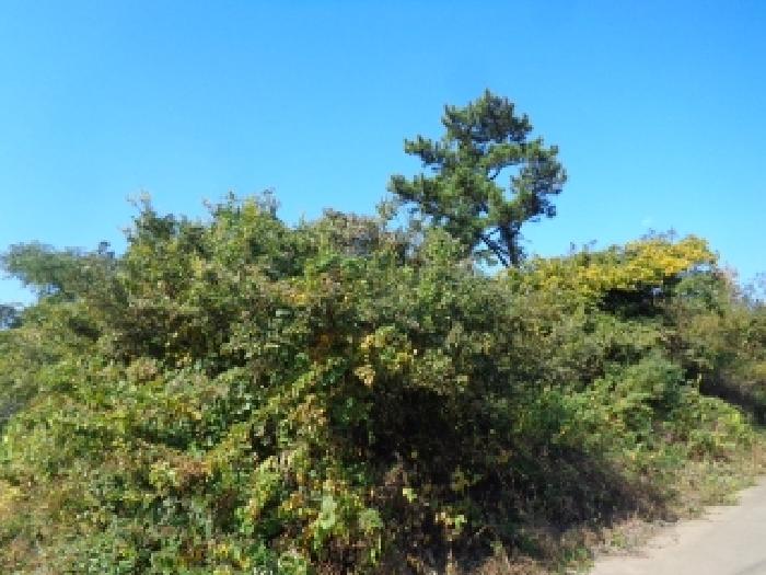 제주 제주시 한경면 임야 경매 물건 사진