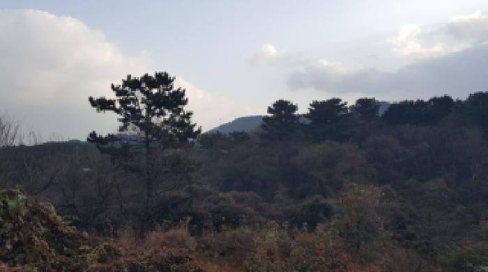 제주 제주시 용강동 임야 경매 물건 사진