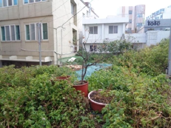 제주 제주시 일도일동 대지 경매 물건 사진