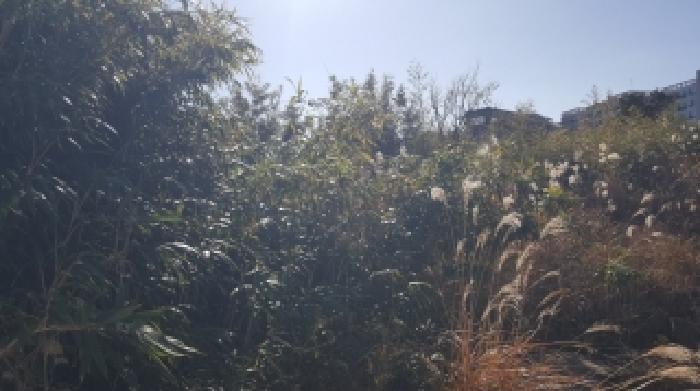 제주 제주시 조천읍 대지 경매 물건 사진