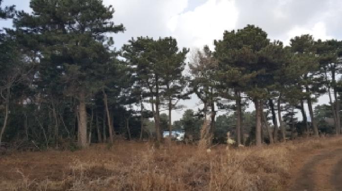 제주 서귀포시 성산읍 임야 경매 물건 사진
