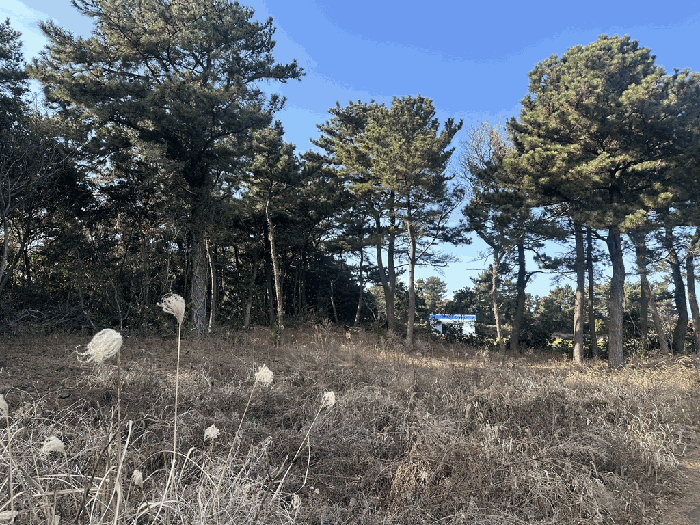 제주 서귀포시 성산읍 임야 경매 물건 사진 4 · 2026타경10095