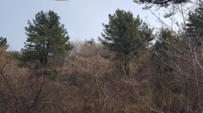 제주 서귀포시 남원읍 임야 경매 물건 사진