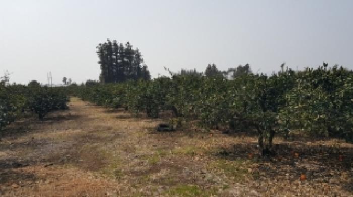 제주 서귀포시 표선면 과수원 경매 물건 사진