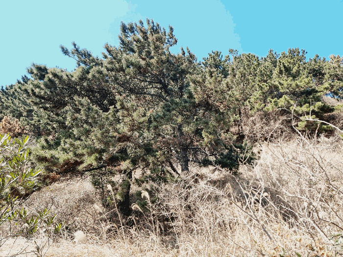 제주 제주시 한림읍 임야 경매 물건 사진 5 · 2026타경144
