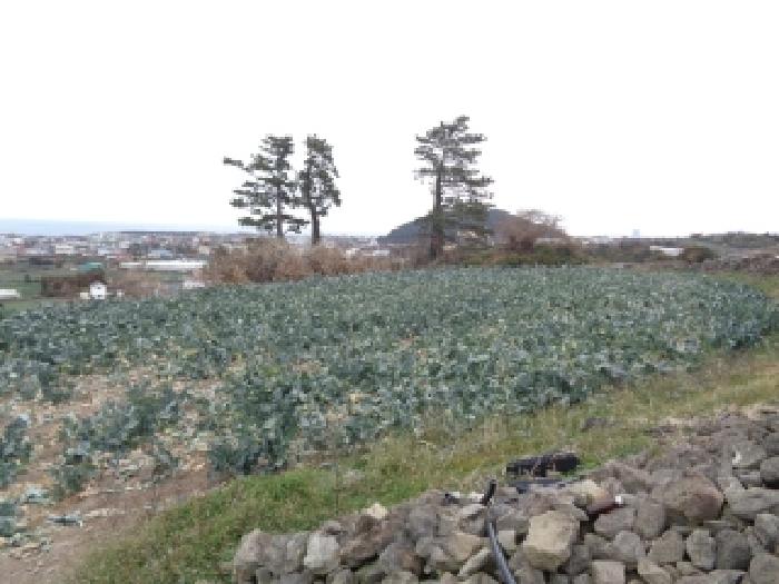 제주 제주시 애월읍 전답 경매 물건 사진 4 · 2026타경36