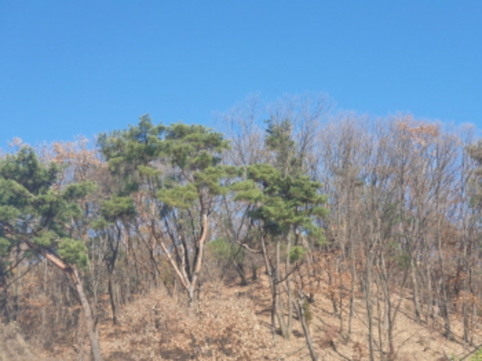 경기 남양주시 호평동 임야 경매 물건 사진 4 · 2024타경85663