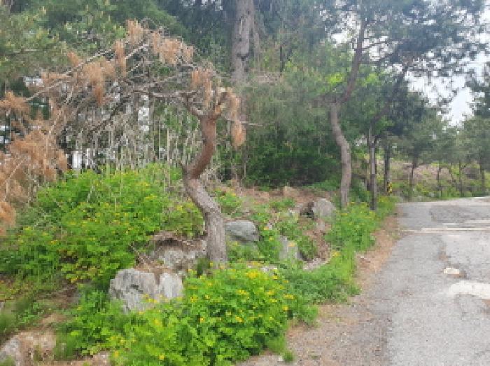 경기 가평군 상면 임야 경매 물건 사진 3 · 2025타경1549