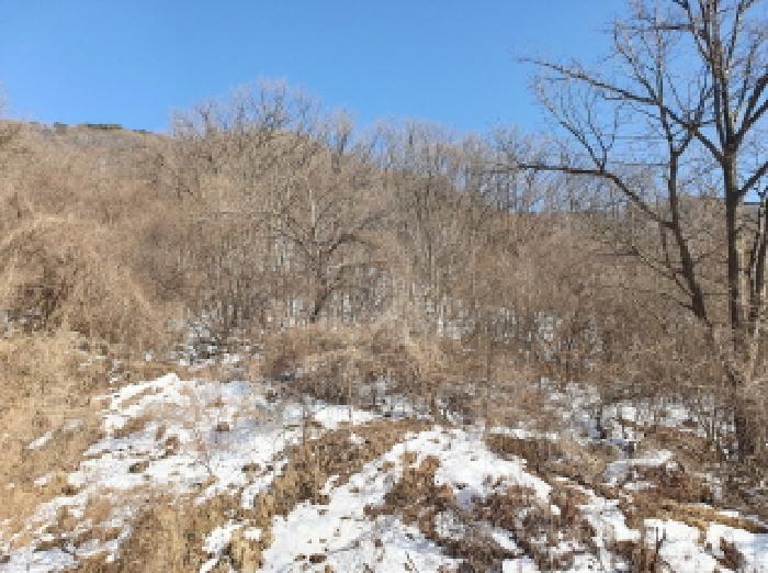 경기 가평군 청평면 임야 경매 물건 사진 3 · 2025타경218
