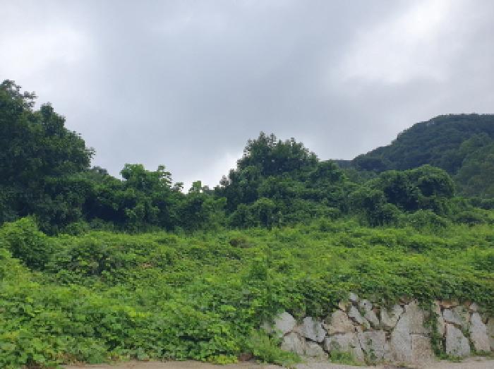 경기 가평군 청평면 임야 경매 물건 사진