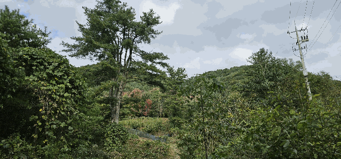 경기 가평군 설악면 임야 경매 물건 사진 6 · 2025타경3583