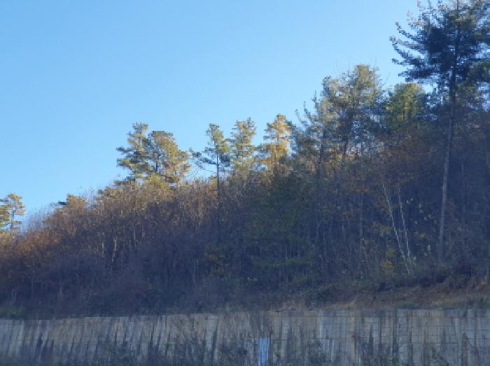 경기 가평군 조종면 임야 경매 물건 사진
